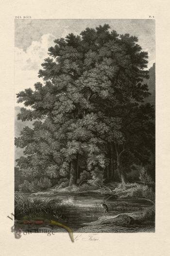 Hoefer Tree 06